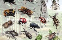 nowy plakat -owady-mała
